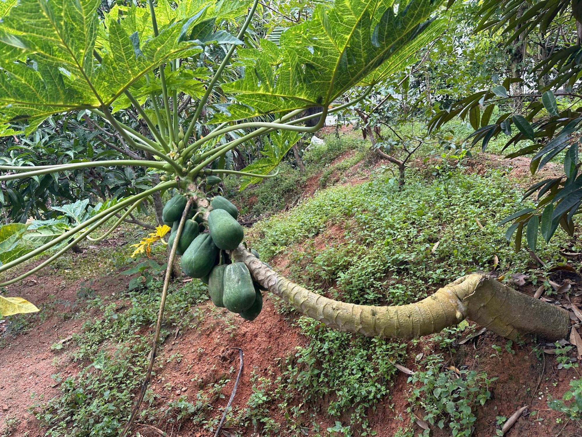 Kattil Farm Stay Varkala Thiruvananthapuram Zewnętrze zdjęcie