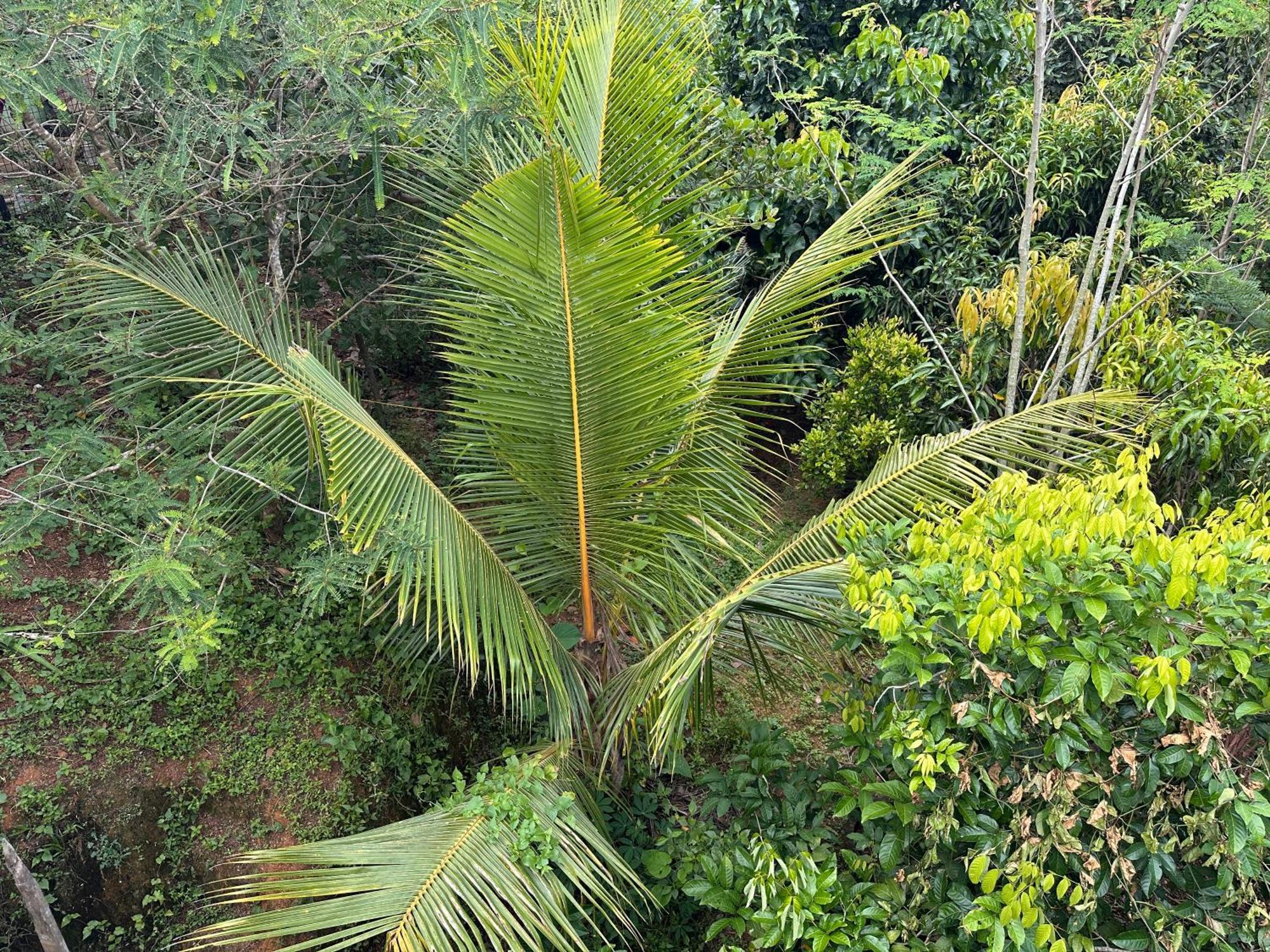 Kattil Farm Stay Varkala Thiruvananthapuram Zewnętrze zdjęcie