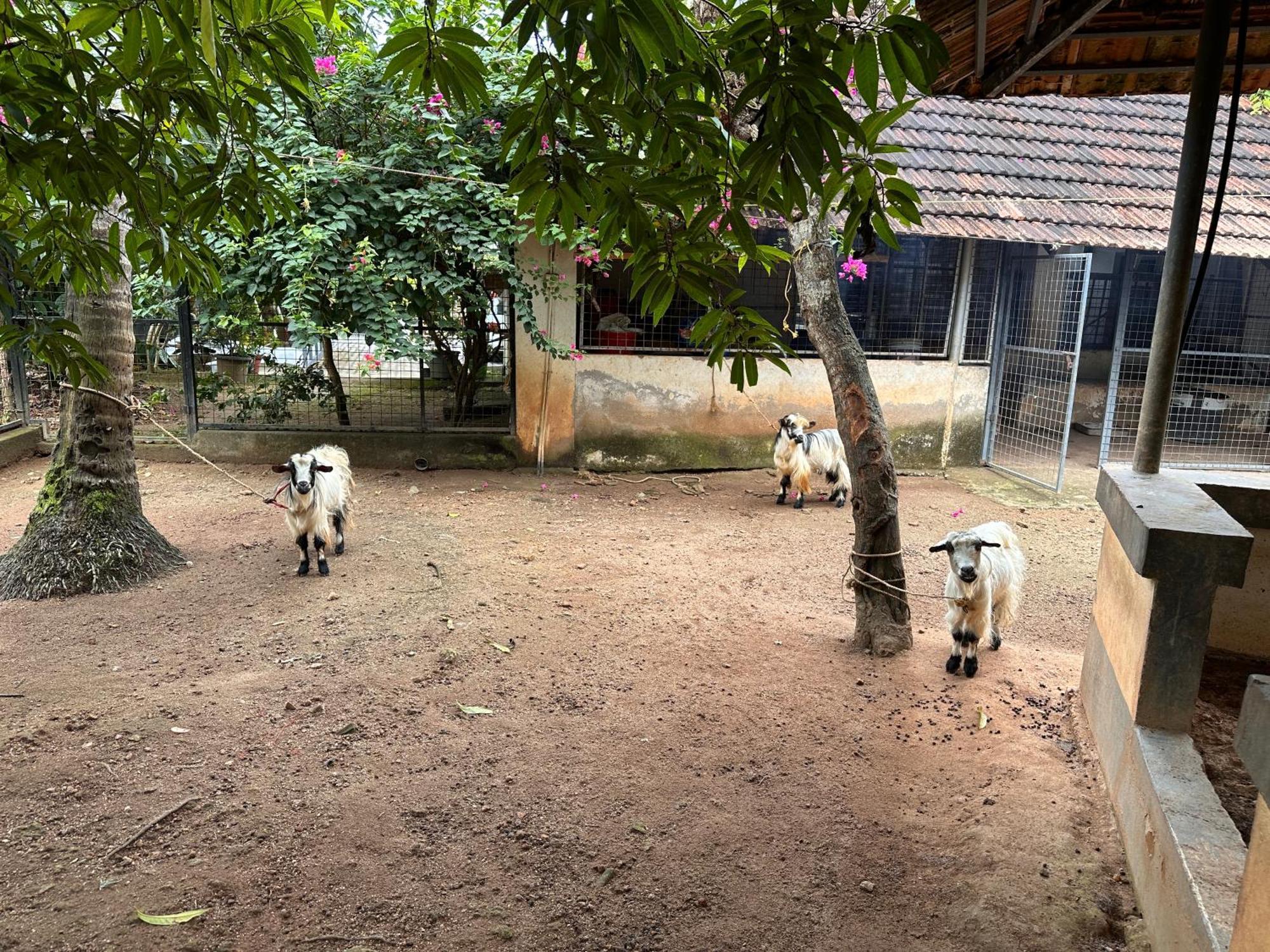 Kattil Farm Stay Varkala Thiruvananthapuram Zewnętrze zdjęcie
