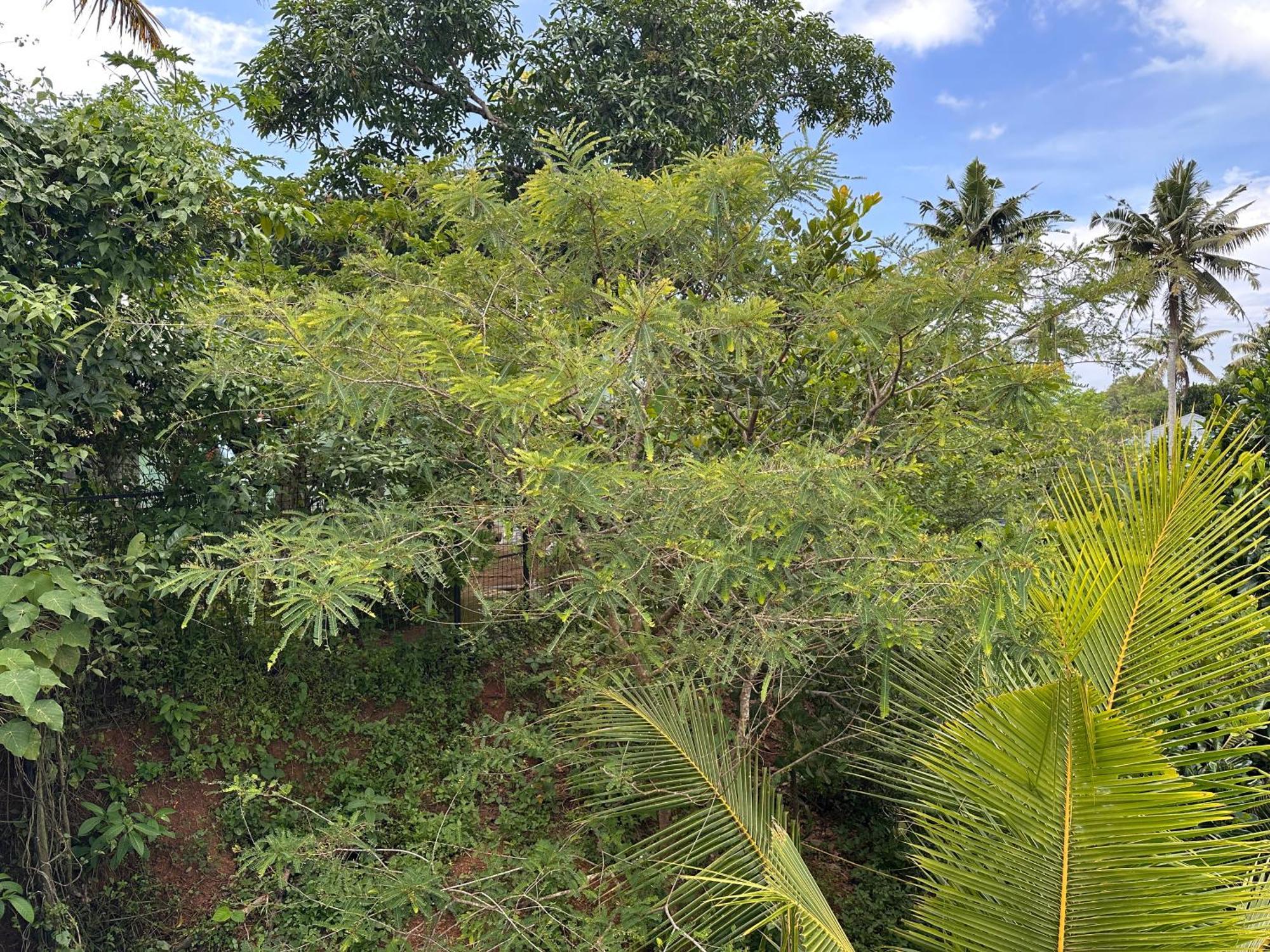 Kattil Farm Stay Varkala Thiruvananthapuram Zewnętrze zdjęcie
