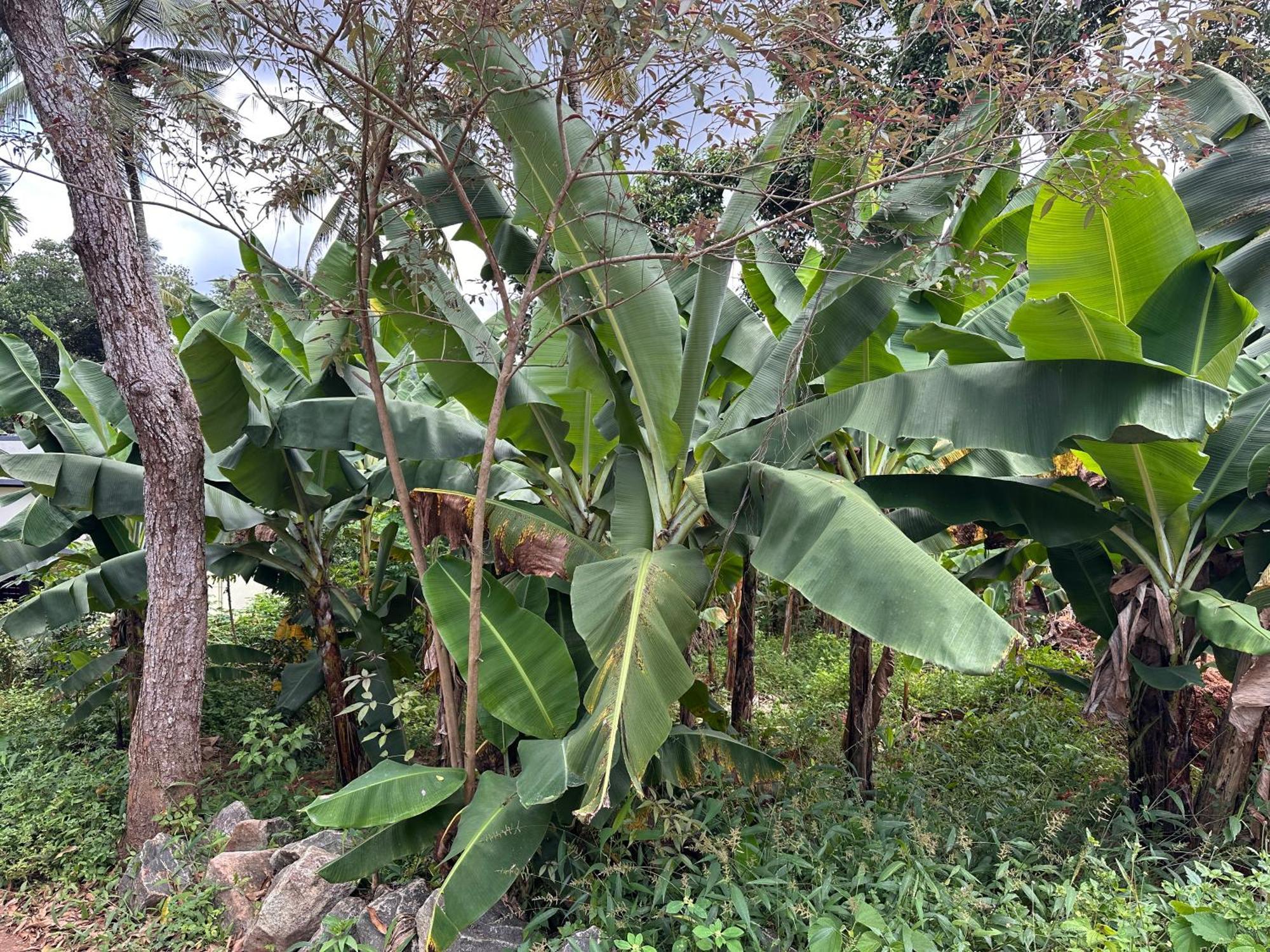 Kattil Farm Stay Varkala Thiruvananthapuram Zewnętrze zdjęcie