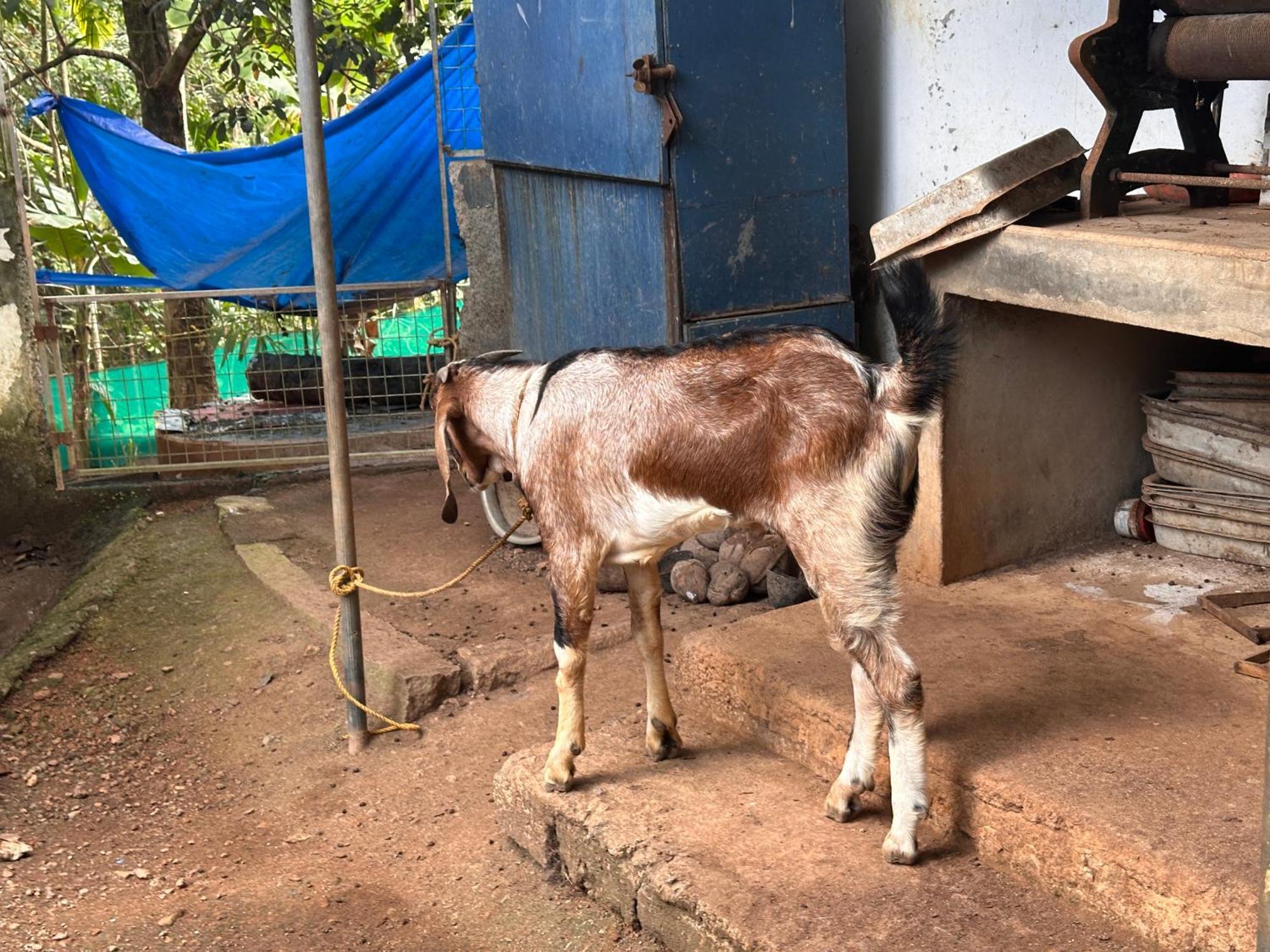 Kattil Farm Stay Varkala Thiruvananthapuram Zewnętrze zdjęcie