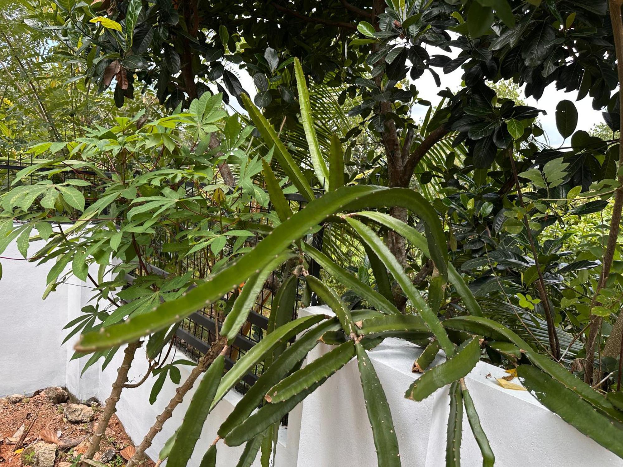 Kattil Farm Stay Varkala Thiruvananthapuram Zewnętrze zdjęcie