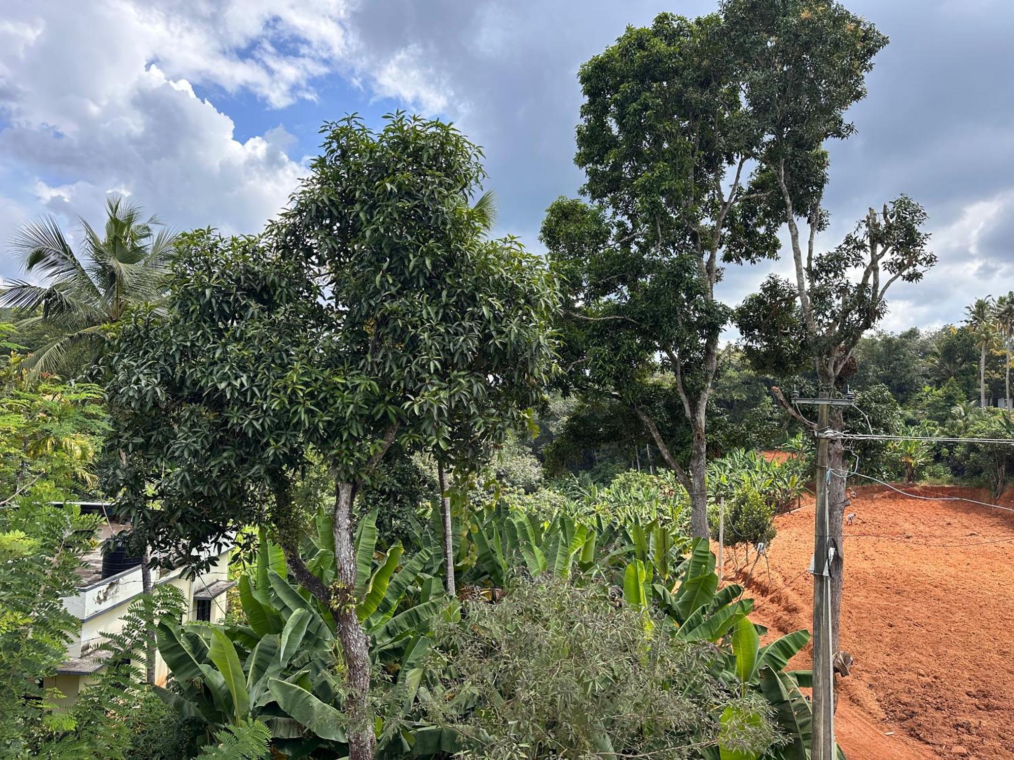 Kattil Farm Stay Varkala Thiruvananthapuram Zewnętrze zdjęcie
