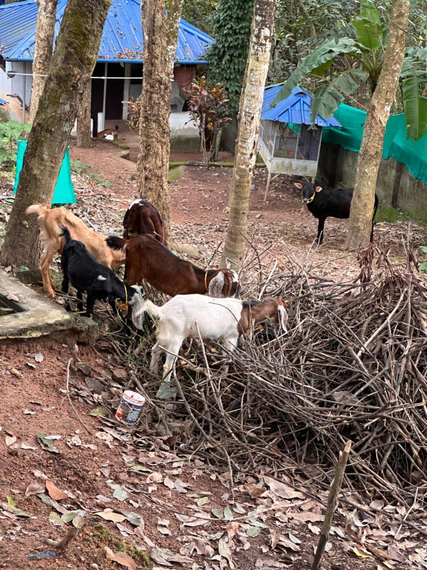 Kattil Farm Stay Varkala Thiruvananthapuram Zewnętrze zdjęcie